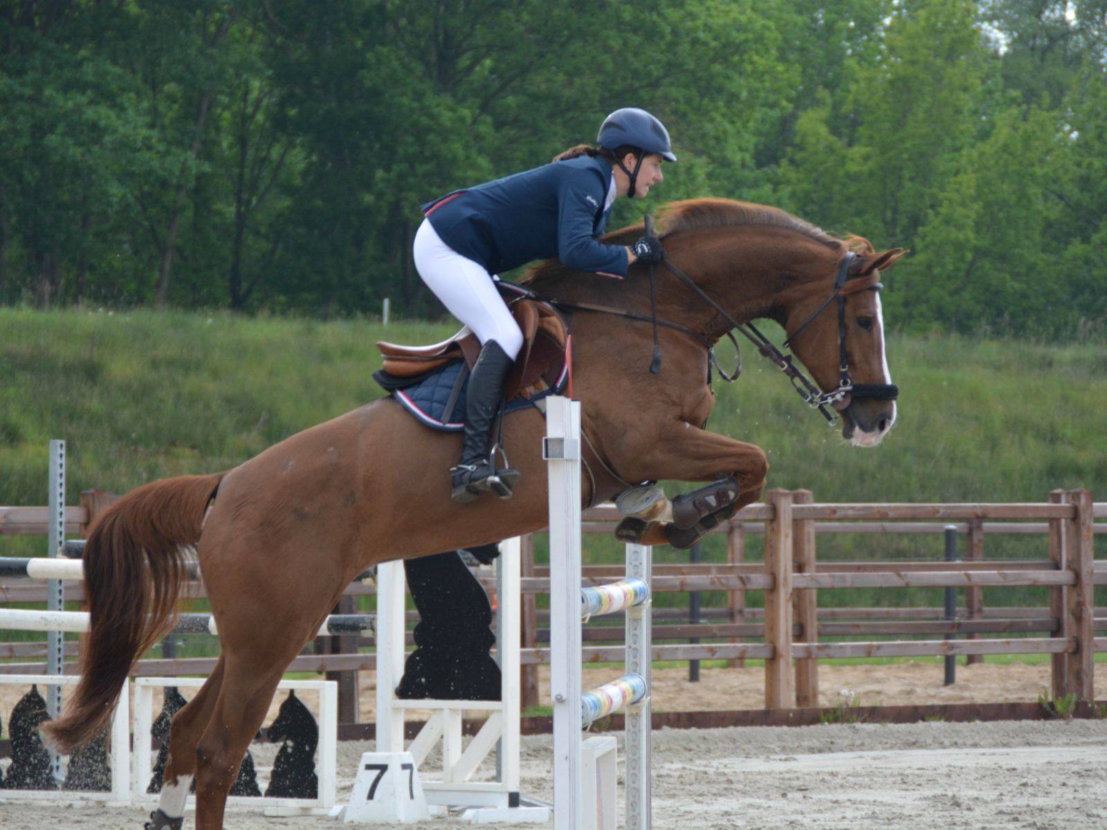 photo of Equestrian Horse and rider jumping